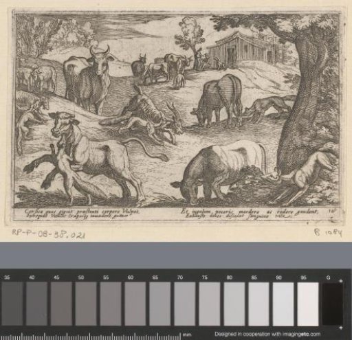 Foxes Attacking Farm Animals