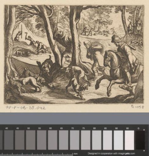 Hunting of a porcupine with nets