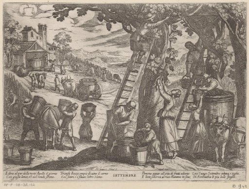 September: grape harvest (Libra)