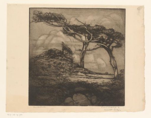 The ostrich