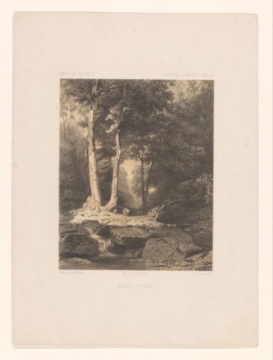 Forest view with a stream