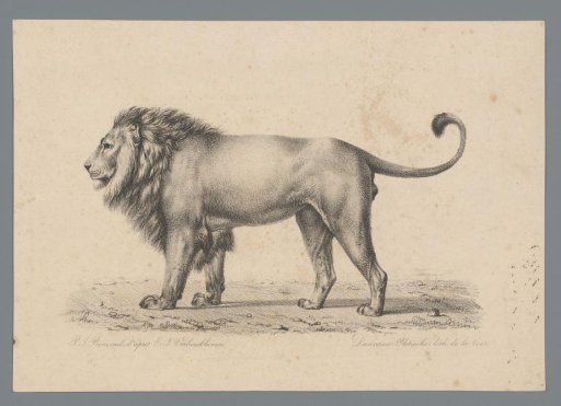 Standing lion