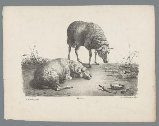 Two sheep