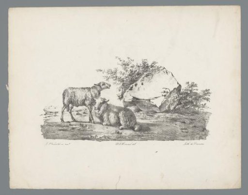 Two sheep by a rock