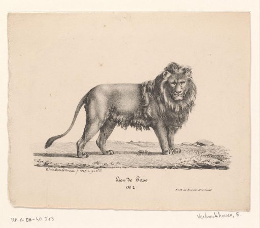 Persian lion