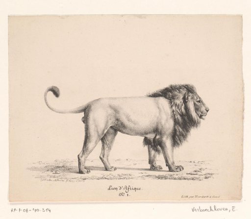African lion
