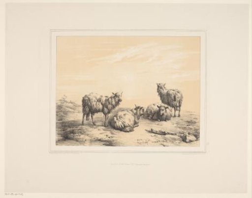 Four Sheep