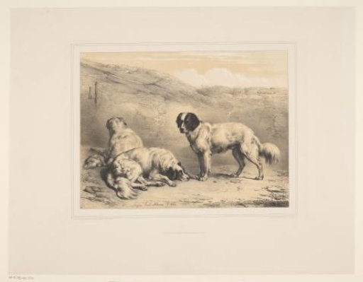 Three Dogs