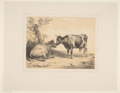 Two Cows