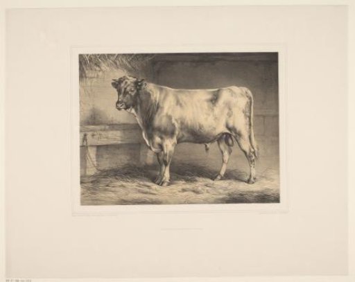 Bull