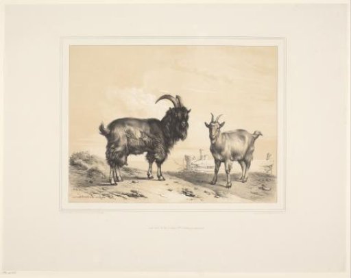 Two goats