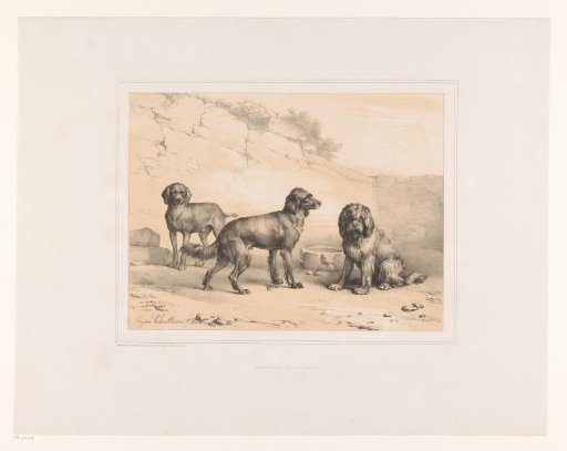 Three dogs