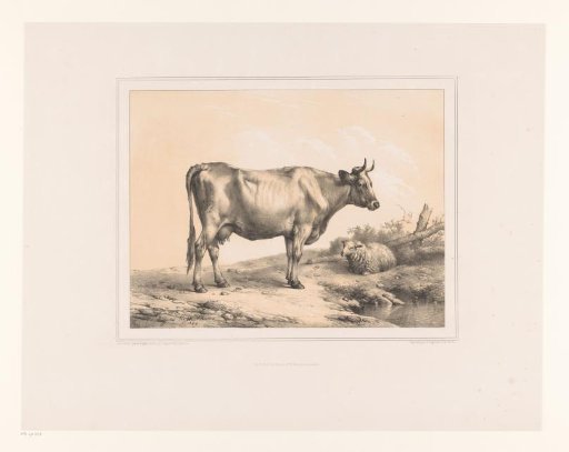 Cow and sheep in a landscape