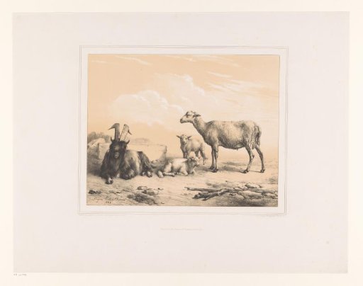 Goat, sheep and two lambs