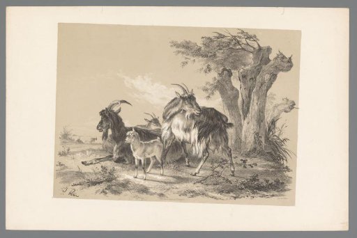 Goats in a landscape
