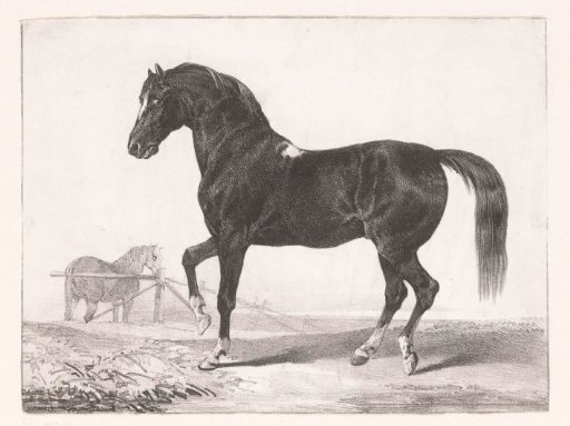 Study of a horse