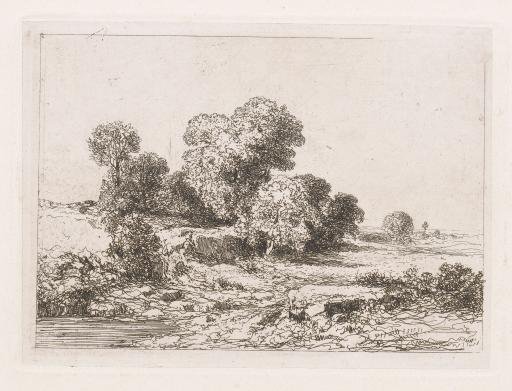 Trees by a Riverbed