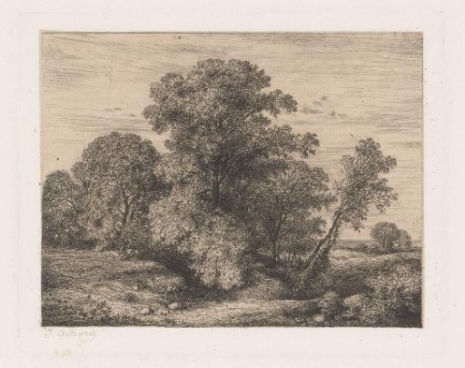 Group of Trees on a Plain