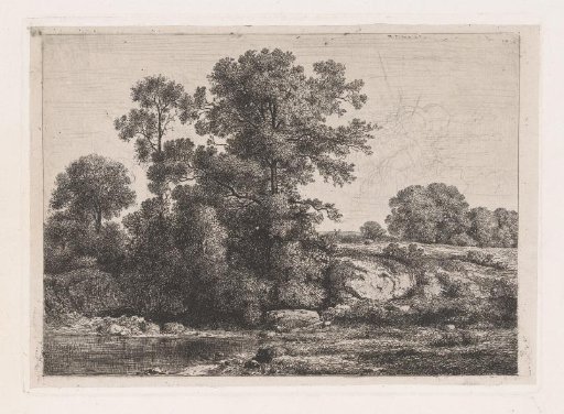 Trees on the bank of a pond