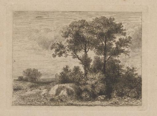 Two trees in the undergrowth