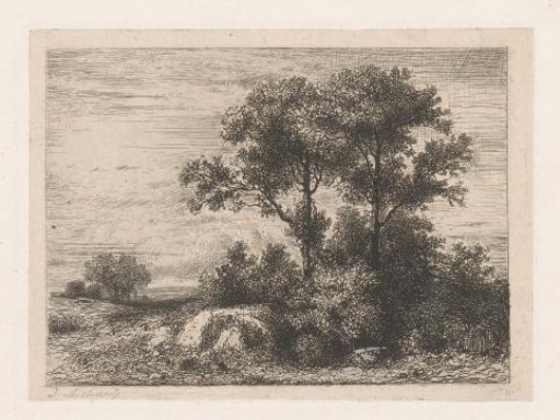 Two trees in the undergrowth