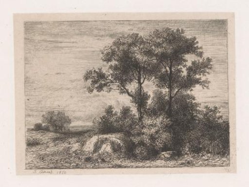 Two trees in the undergrowth