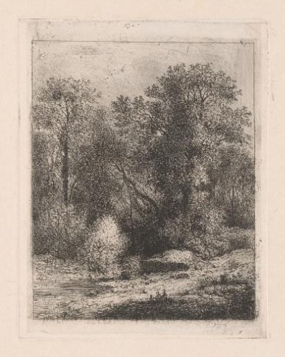 A stream in the forest