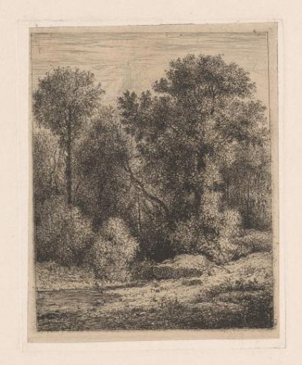 A stream in the forest