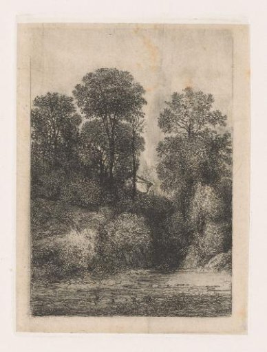 Trees along the bank of a stream