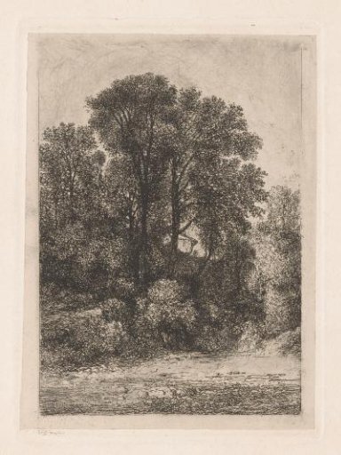 Trees along the bank of a stream