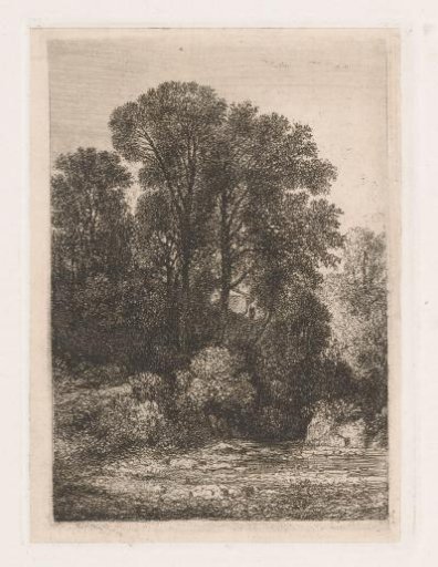 Trees along the bank of a stream