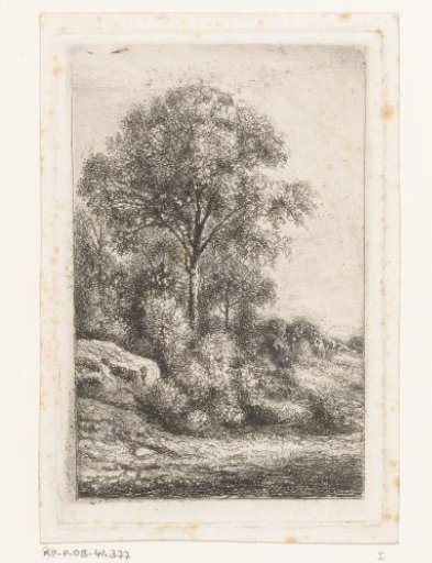 Trees and undergrowth on a slope