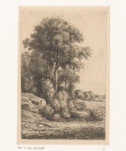 Trees and undergrowth on a slope