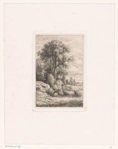 Trees and undergrowth on a slope