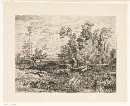 Herd of cows at a fen