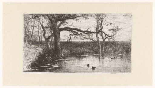 Ducks in a fen at the edge of a forest