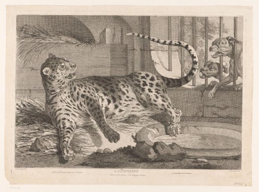 Leopard with two dogs