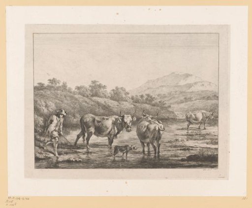 Shepherd with cows in a ford