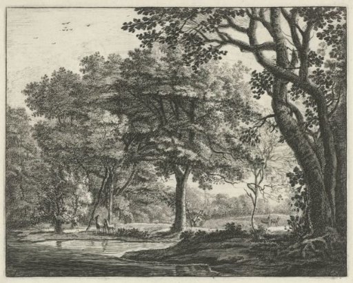 Deer in the Hague Forest