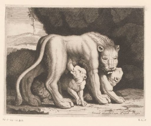Suckling lioness