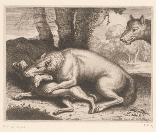 Dog attacked by a wolf