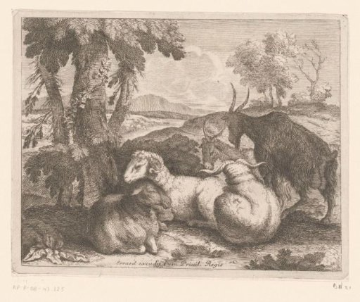 Sheep and goats under a tree