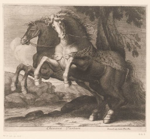 Rearing horses
