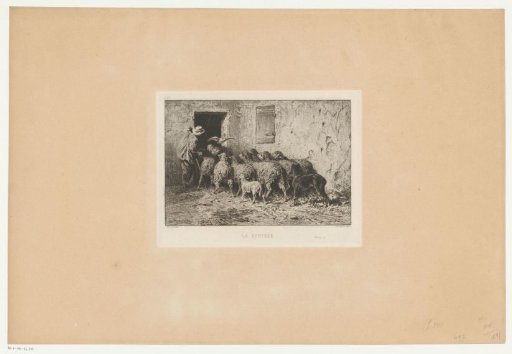 Farmer driving a flock of sheep to the barn