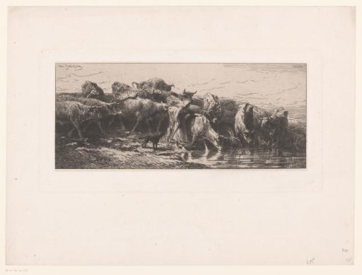 Herd of cows with shepherdess at a watering place