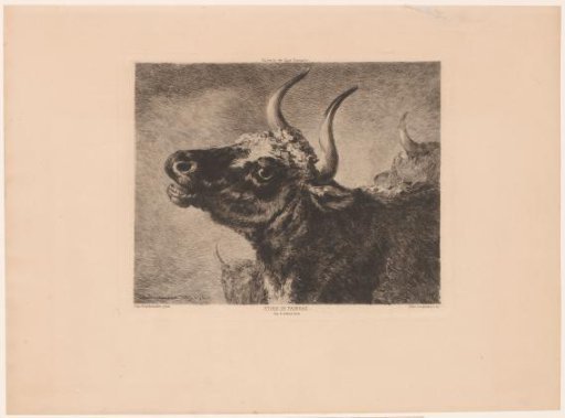 Head of a bull