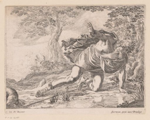 Narcissus