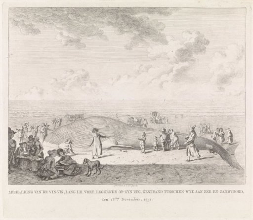 A whale washed ashore on the beach at Zandvoort