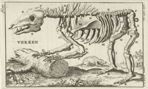 Skeleton of a pig