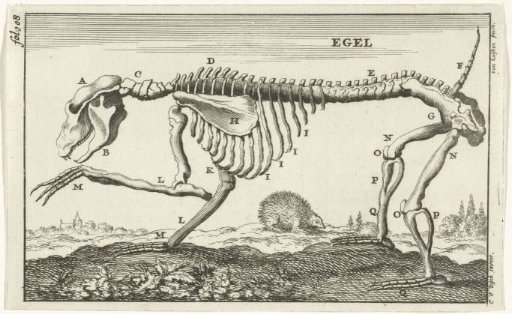 Skeleton of a hedgehog